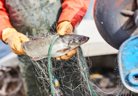Vättersik som fiskats upp ur Vättern av en lokal fiskare.